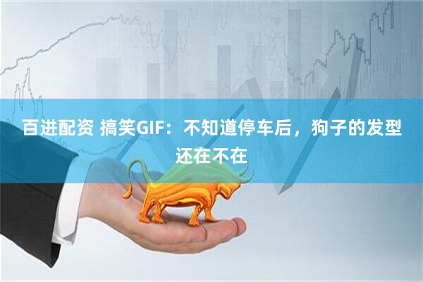 百进配资 搞笑GIF：不知道停车后，狗子的发型还在不在
